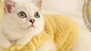 猫咪冬天需要穿衣服吗？你同意吗？