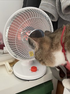 给猫猫买一个取暖器