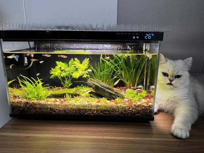 米家智能鱼缸/水族箱怎么样 很漂亮的小米智能鱼缸_什么值得买