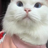猫猫秋冬衣服的推荐