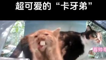 猫届新晋奶油小生：卡牙弟