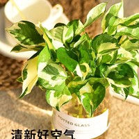 绿植好物推荐：打造清新家居，品味自然生活