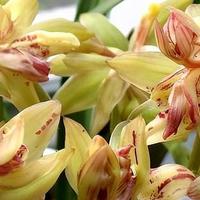 富山奇蝶：兰花中的“瑰宝”，值得种植，附带种植技术参考