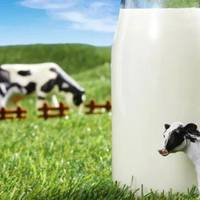 牛奶VS牛初乳，哪个对身体更好？