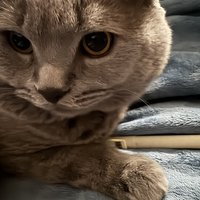 爱猫人士必选！网易严选猫粮，让猫咪健康有保障！