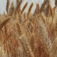 小麦产区概况及发展前景分析