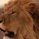 狮子：动物王国的王者