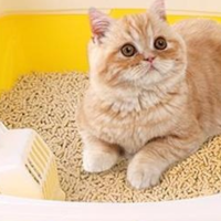 教会小奶猫用猫砂，只需这几招！