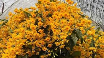鼓槌石斛：兰科石斛属的瑰宝，花色金黄味道芳香，药用价值也很大