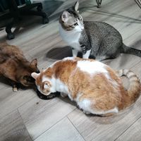 玫斯猫粮到底有什么魔力让三只猫猫同时开餐