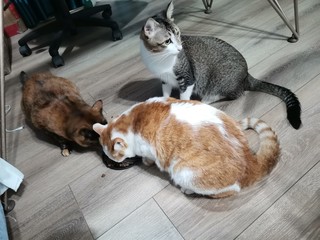 玫斯猫粮到底有什么魔力让三只猫猫同时开餐