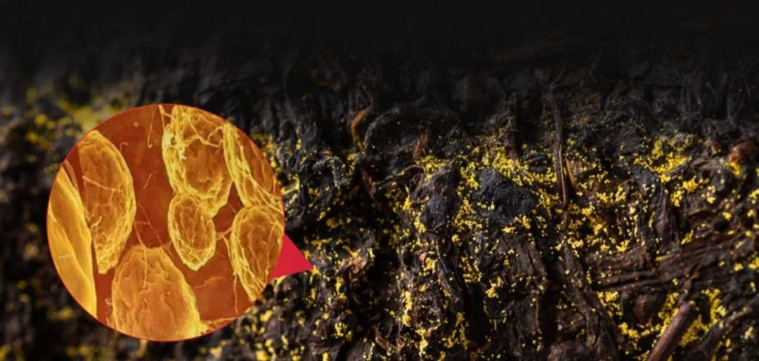 黑茶中的金花其实是一种“益生菌” ©图源网络