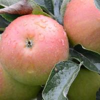 这2个时间吃苹果，对身体健康隐患不可小觑！心三源