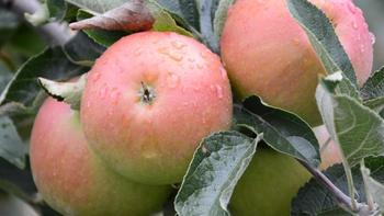 心三源健康 篇十四：这2个时间吃苹果，对身体健康隐患不可小觑！心三源