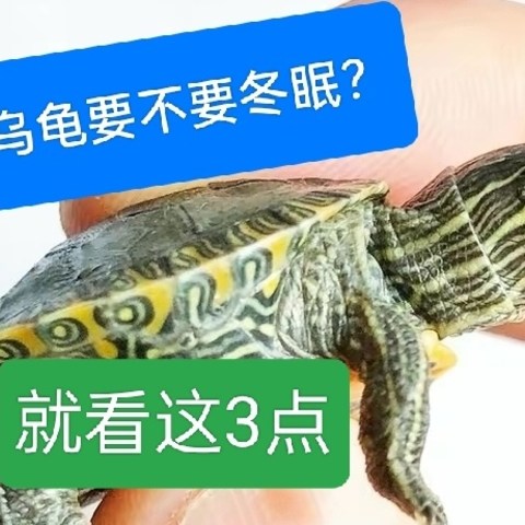 凛冬已至，你养的小乌龟究竟要不要冬眠？关键看这3点