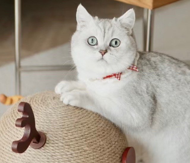 自从有了自动猫砂机，我就再也不用闻到臭臭的猫shi 味了