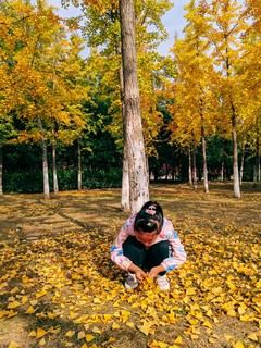 银杏金黄暖初冬，这人间草木，惊艳了时光！