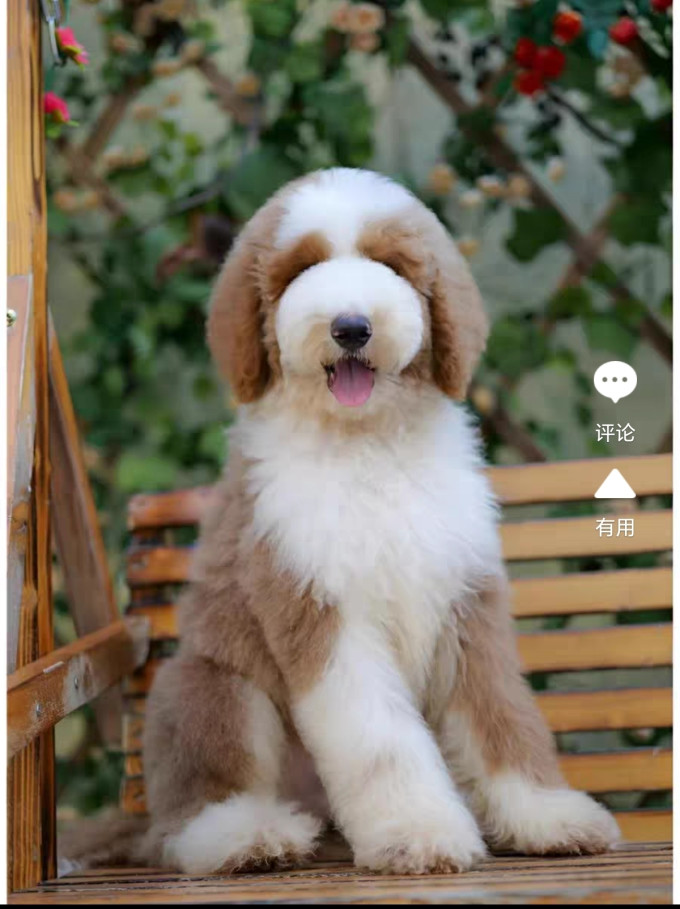 zabf巨贵幼犬纯种巨型贵宾犬泰迪犬活体大型家养宠物狗犬舍直售