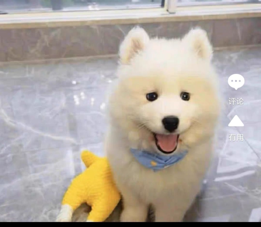 纯种萨摩耶幼犬活体微笑天使萨摩耶雪橇犬熊版双眼皮萨摩耶宠物狗