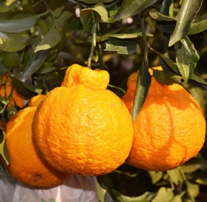 正宗四川不知火早熟丑橘9斤青皮桔子耙耙八怪柑当季新鲜时令水果果径