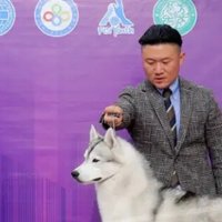 京狼图腾纯种冠军级哈士奇双血统活体幼犬，宠物狗西伯利亚雪橇犬幼犬赛级 3，明星同款，你值得拥有！