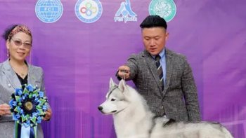 京狼图腾纯种冠军级哈士奇双血统活体幼犬，宠物狗西伯利亚雪橇犬幼犬赛级 3，明星同款，你值得拥有！