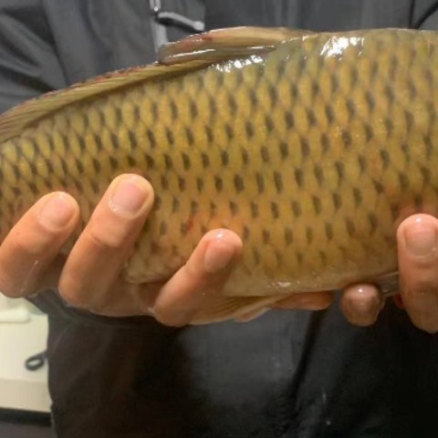 万峰湖野钓，鲤鱼、罗非