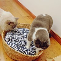 猫咪的床——一款精致的宠物床
