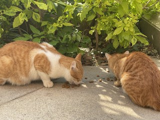 据我观察，橘猫的饭量是其他猫咪的两倍半！