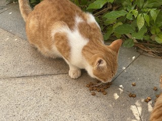 据我观察，橘猫的饭量是其他猫咪的两倍半！