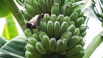 芭蕉和香蕉区别在哪里？别买错了！