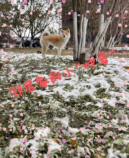 邻居家的小“帅哥”