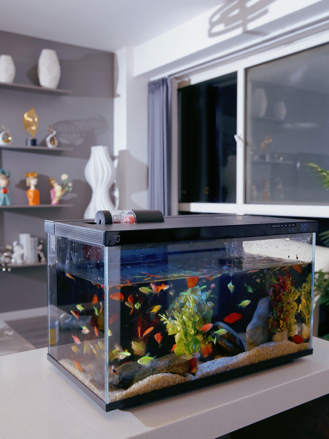 给米家鱼缸送锦旗，热烈庆祝我的小鱼已经活过30天了！