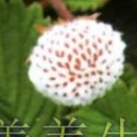 白草莓