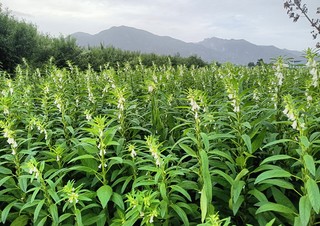 芝麻开花，节节高，从夏到收