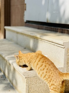 晒着太阳吃猫粮，是咔叽咪最舒坦的过冬方式