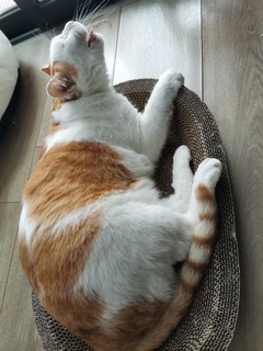 橘猫一躺，谁说不像座金山？