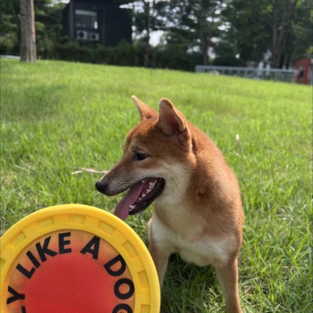 狗狗宠物飞盘