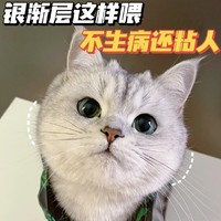 宠物 篇十八：成年银渐层这样喂！轻松养出漂亮小猫～