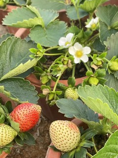 又到草莓采摘的季节啦