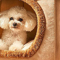 给狗狗一个温馨舒适的家，茨格曼小熊狗窝为您的宠物提供全方位的呵护。
