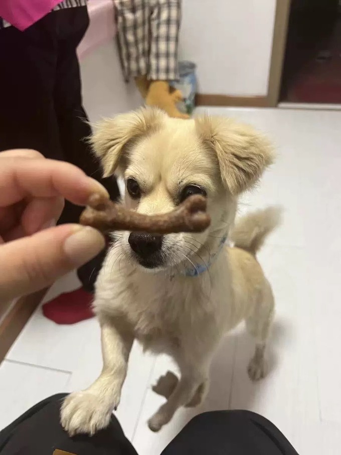 猫犬通用零食