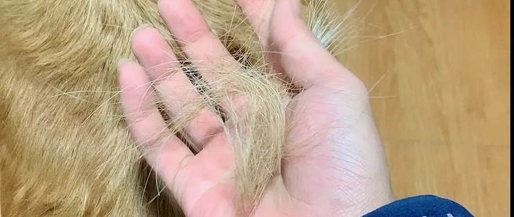 08:11 2点赞 2收藏 8评论 对狗毛过敏可能是由于你的体质对狗的毛发