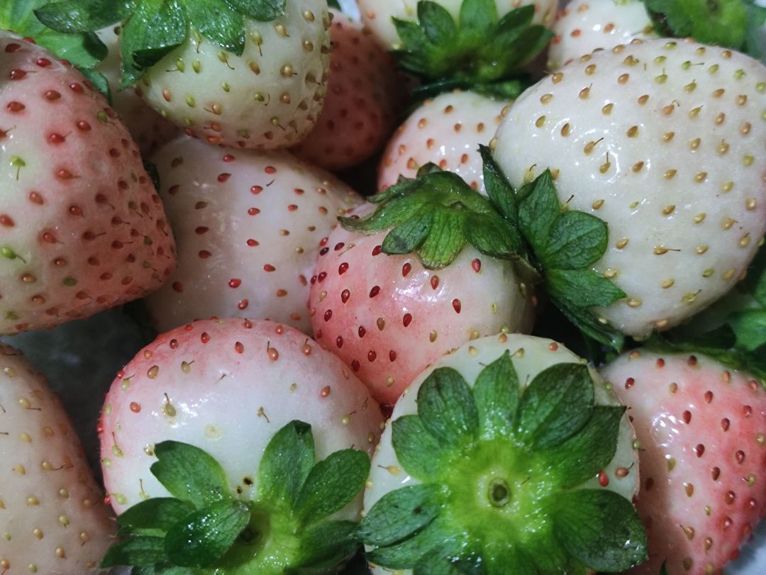 本地26.8元一斤的白玉草莓
