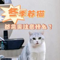 冬天养猫这些准备工作要做好,否则是在害猫