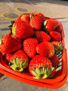 冬季养生｜快来吃红颜草莓吧，每天吃草莓，补充维C和膳食纤维哦