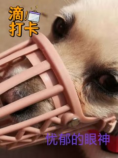 狗狗：出门给我戴口罩我抗议！