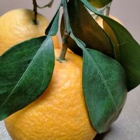 脐橙的营养价值和食用功效