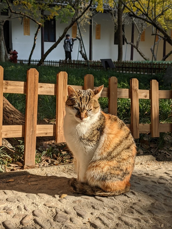 网易严选猫咪干粮