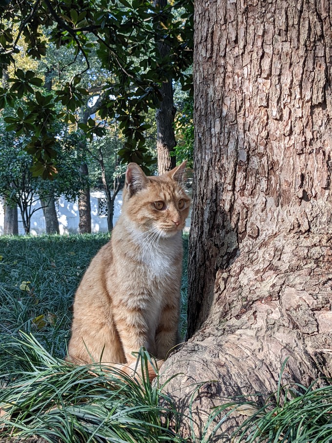 网易严选猫咪干粮